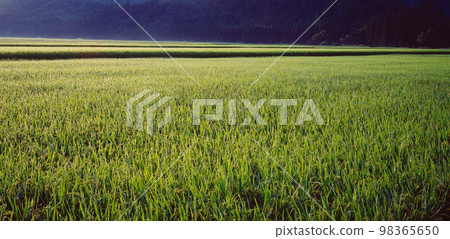 Rural landscape Rural landscape 98365650