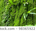 tree trunk with moss 98365922