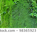 tree trunk with moss 98365923