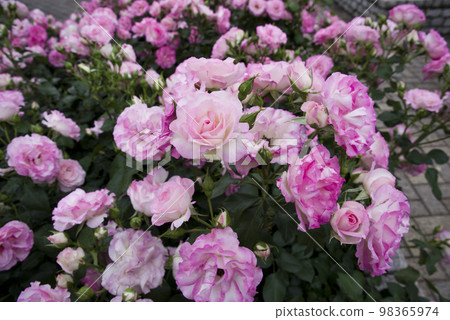 Pink and white roses are in bloom in the rose garden. The name of this rose is Bordur Rose. 98365974