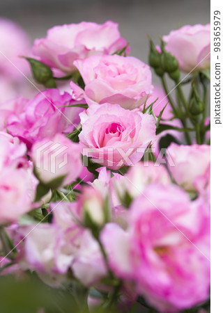 Pink and white roses are in bloom in the rose garden. The name of this rose is Bordur Rose. Pink and white roses are in bloom in the rose garden. The name of this rose is Bordur Rose. 98365979