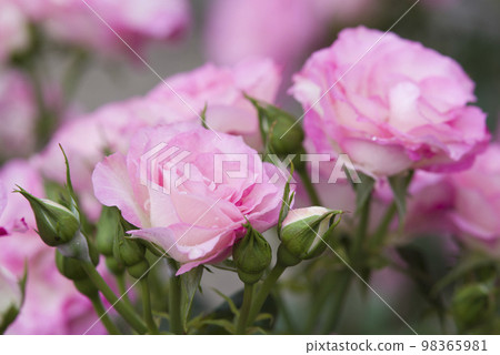 Pink and white roses are in bloom in the rose garden. The name of this rose is Bordur Rose. Pink and white roses are in bloom in the rose garden. The name of this rose is Bordur Rose. 98365981