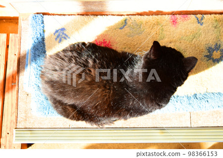 A stray cat that comes to a Japanese house Hachiware A stray cat that comes to a Japanese house Hachiware 98366153
