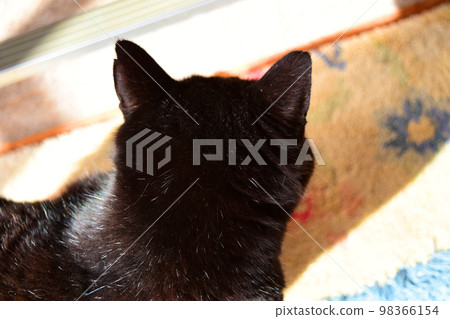 A stray cat that comes to a Japanese house Hachiware A stray cat that comes to a Japanese house Hachiware 98366154