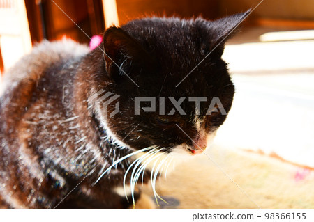 A stray cat that comes to a Japanese house Hachiware A stray cat that comes to a Japanese house Hachiware 98366155
