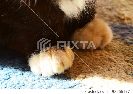 一隻來到日本房屋的流浪貓 Hachiware 一隻來到日本房屋的流浪貓 Hachiware 98366157