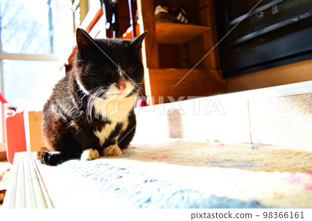 A stray cat that comes to a Japanese house Hachiware A stray cat that comes to a Japanese house Hachiware 98366161