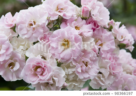 Pink and white roses are in bloom in the rose garden. The name of this rose is Cerezo. 98366197