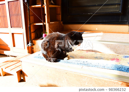 一隻來到日本房屋的流浪貓 Hachiware 98366232