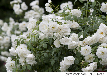 White roses are in bloom in the rose garden. The name of this rose is Iceberg (Schnewigen). White roses are in bloom in the rose garden. The name of this rose is Iceberg (Schnewigen). 98366284