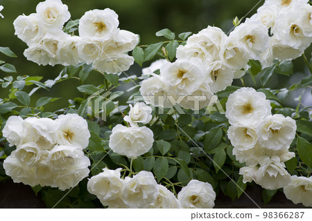 White roses are in bloom in the rose garden. The name of this rose is Iceberg (Schnewigen). White roses are in bloom in the rose garden. The name of this rose is Iceberg (Schnewigen). 98366287