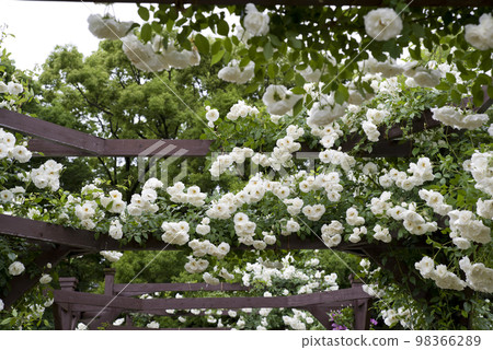 White roses are in bloom in the rose garden. The name of this rose is Iceberg (Schnewigen). White roses are in bloom in the rose garden. The name of this rose is Iceberg (Schnewigen). 98366289