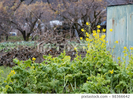 Rape blossoms in late autumn Rape blossoms in late autumn 98366642