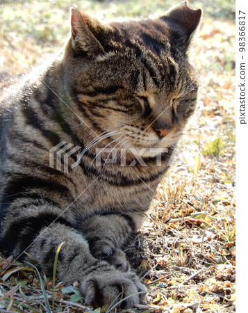 A local cat of the yellow tabby basking in the sun A local cat of the yellow tabby basking in the sun 98366817