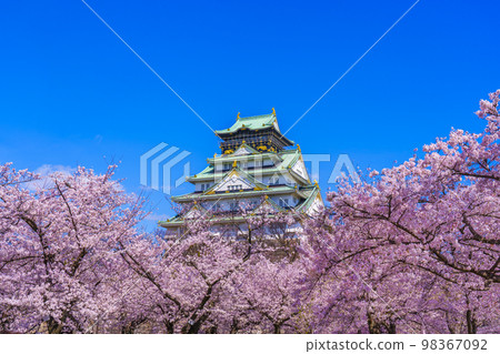 大阪城和西之丸庭園櫻花盛開 98367092