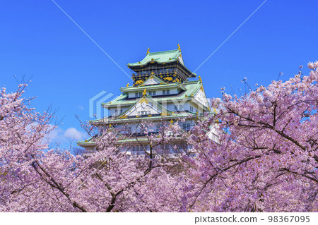 Cherry blossoms in full bloom at Osaka Castle and Nishinomaru Garden 98367095