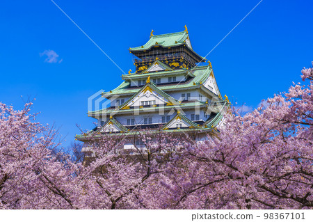 Cherry blossoms in full bloom at Osaka Castle and Nishinomaru Garden 98367101