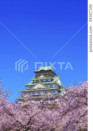 Cherry blossoms in full bloom at Osaka Castle and Nishinomaru Garden 98367106