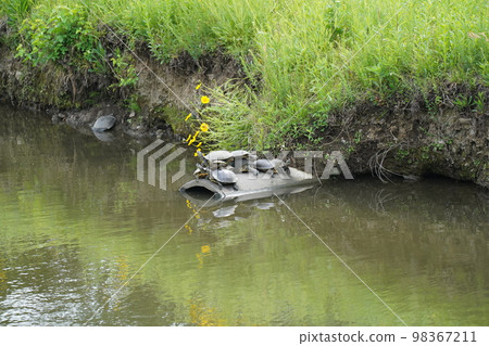 turtle nest turtle nest 98367211