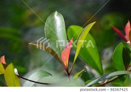 the Green leaves background, nature background 98367425