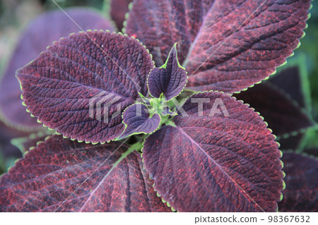 the purple color of leaf, the nature image 98367632