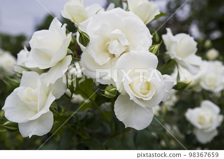 White roses are in bloom in the rose garden. The name of this rose is Iceberg (Schnewigen). White roses are in bloom in the rose garden. The name of this rose is Iceberg (Schnewigen). 98367659