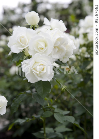 White roses are in bloom in the rose garden. The name of this rose is Iceberg (Schnewigen). White roses are in bloom in the rose garden. The name of this rose is Iceberg (Schnewigen). 98367663