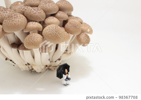 a rain day with brown shimeji Mushroom 98367708