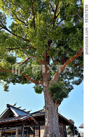 埼玉市見沼區興深作神明神社神樹/正殿 埼玉市見沼區興深作神明神社神樹/正殿 98367836