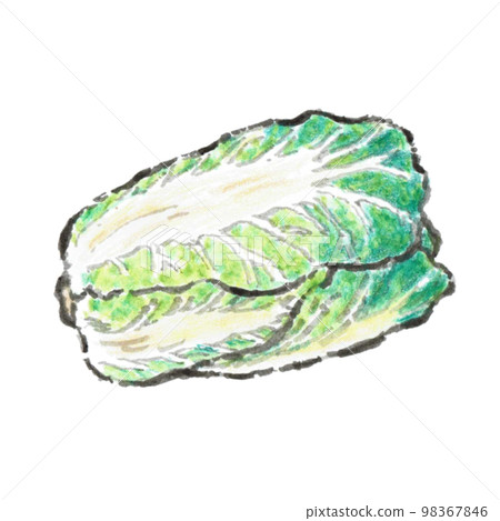插圖素材（大白菜） 98367846