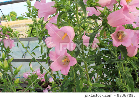 pink wind chimes pink wind chimes 98367883