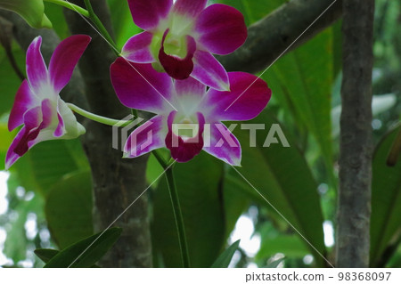 Orchids of Laos Orchids of Laos 98368097