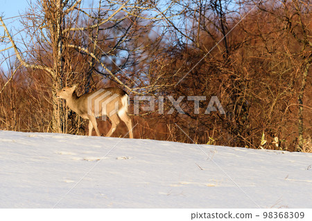 Yezo deer eating wild grass at dusk in winter Yezo deer eating wild grass at dusk in winter 98368309