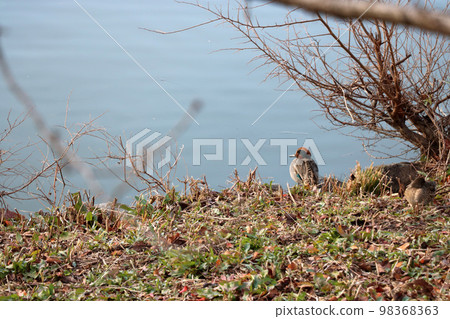 A male teal standing in a pond 98368363