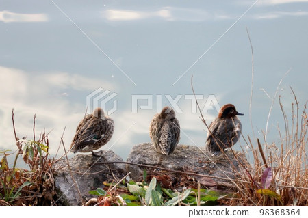 藍綠色排隊 藍綠色排隊 98368364