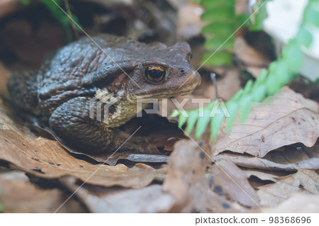 生活在日本西部的日本蟾蜍 98368696