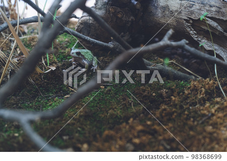 A picture of a cute frog on the ground, tree and green A picture of a cute frog on the ground, tree and green 98368699