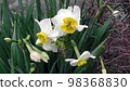 Japanese daffodil 98368830
