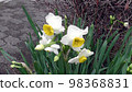 Japanese daffodil 98368831