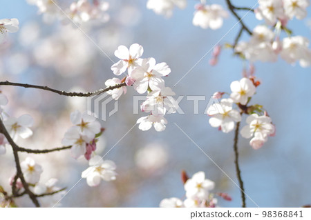 櫻花（品種：駿府櫻花） 98368841