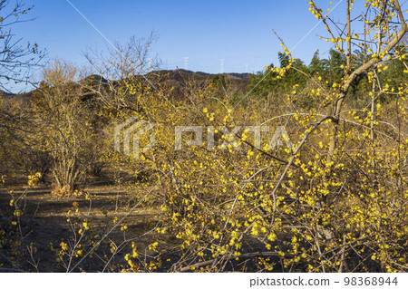 以山脈為背景的黃色梅花[Roubai no Sato]群馬縣安中市 98368944