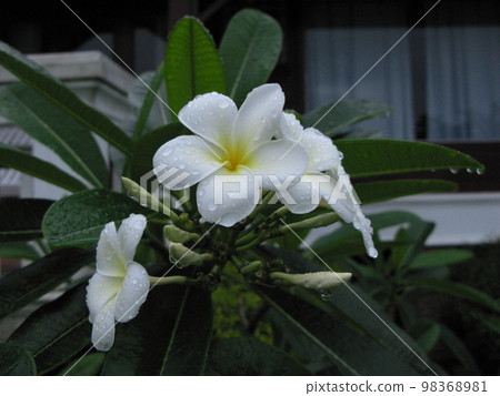 老撾萬榮度假村的雞蛋花 98368981