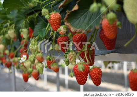 即食鮮紅草莓 即食鮮紅草莓 98369020