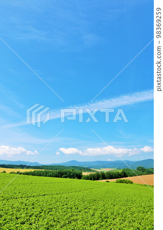 北海道夏天藍天和Biei風景 98369259