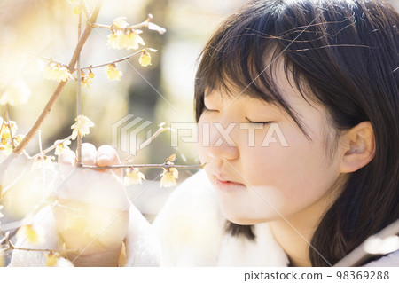 A child sniffing the scent of Japanese allspice Winter sweet image 98369288