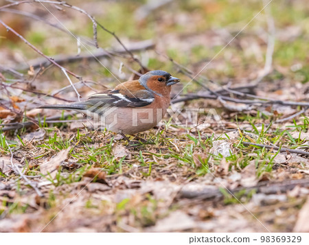 Common chaffinch, Fringilla coelebs, sits on a green lawn in spring. Common chaffinch in wildlife. Common chaffinch, Fringilla coelebs, sits on a green lawn in spring. Common chaffinch in wildlife. 98369329
