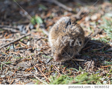 A closeup of a Common vole, Microtus arvalis, on the ground with a blurry background A closeup of a Common vole, Microtus arvalis, on the ground with a blurry background 98369332