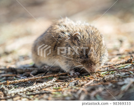 A closeup of a Common vole, Microtus arvalis, on the ground with a blurry background A closeup of a Common vole, Microtus arvalis, on the ground with a blurry background 98369333