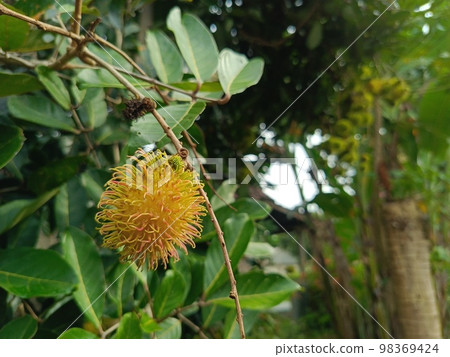 Green unripe rambutan fruit on a tree growing in the garden. Fresh fruit plantation background. 98369424