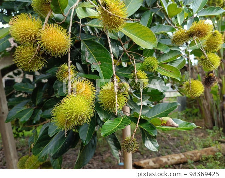 Green unripe rambutan fruit on a tree growing in the garden. Fresh fruit plantation background. 98369425
